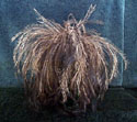 feather_sm.jpg (12924 bytes)